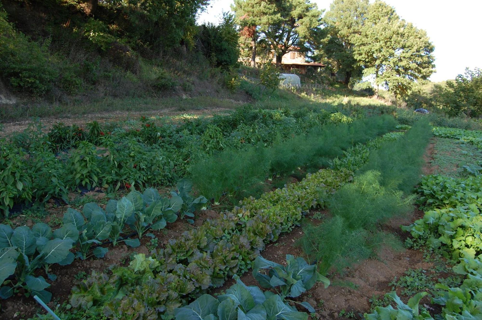 Bio Agriturismo Aia Del Tufo Сорано Экстерьер фото